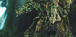 tiffaching:  lotr meme: three races → ents  &ldquo;But I have an odd feeling
