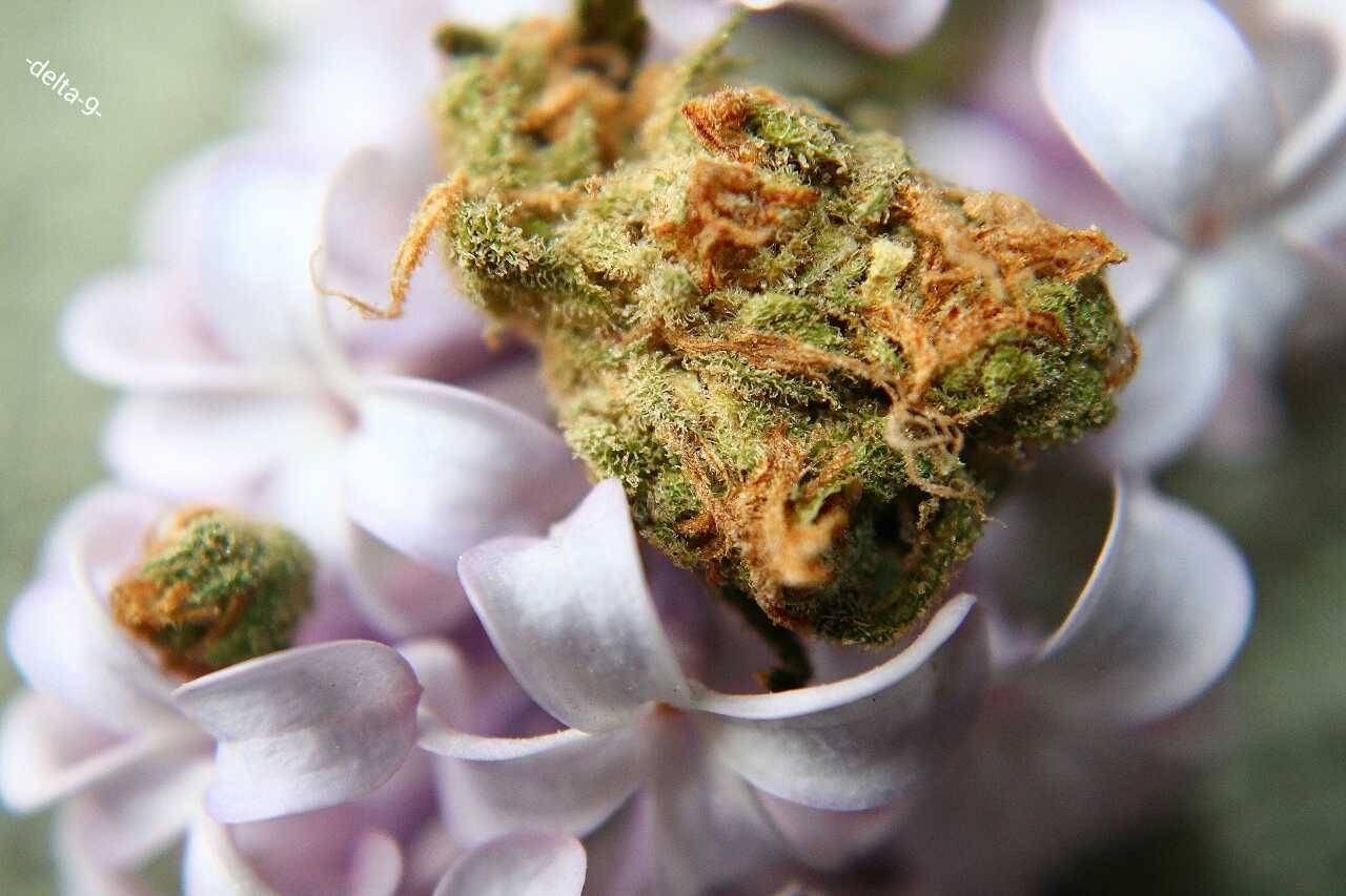 -delta-9-:  The flowers smell just about as sweet as the bud. 