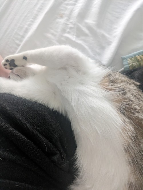 After Months Of Research On The Subject, And Many Peer Reviews Later, I Have Concluded That My Cat Is