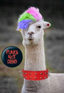 illbelostalways:  I googled punk llama and I was not disappointed