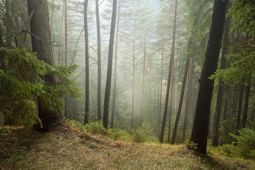 Forest in Styria II by kadanin on Flickr.