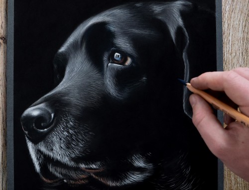 shaymusart:My latest commissioned drawing of this beautiful black Labrador, drawn using pastels. Com