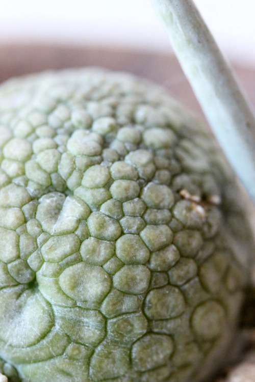 Pseudolithos migiurtinusプセウドリトス ミギウルティヌス