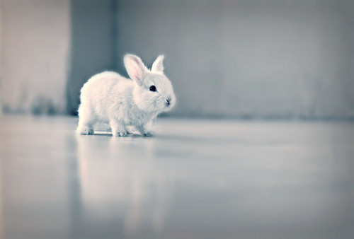 thebabyanimals:  beautiful blog full of baby animals!