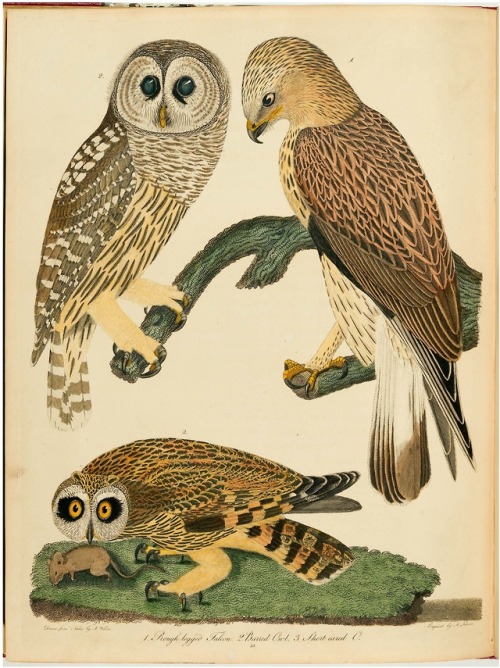 From: Wilson, Alexander, 1766-1813. American ornithology, or, The natural history of the birds of th