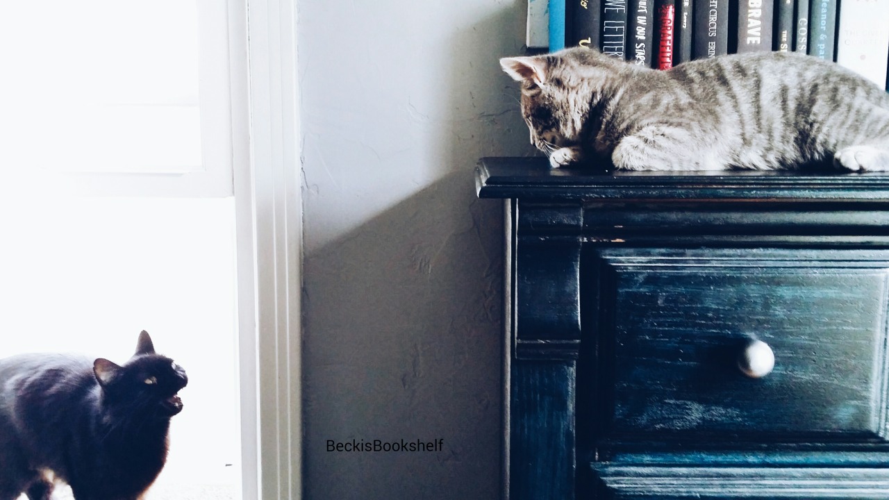 beckisbookshelf:  Fleur is not a fan. George couldn’t give one tiny kitten care.