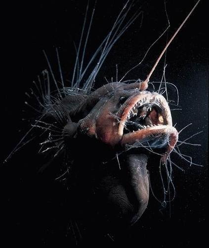 Porn odditiesoflife:  Terrifying Deep Sea Creatures photos