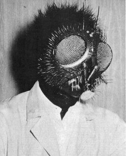 arcaneimages:  David Hedison as “The Fly” 1958. via William Forsche 