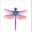 dragonfly-lost