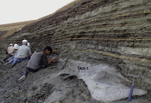 rbins:Three of our palaeontologists, collaborating with colleagues from India and the United States,