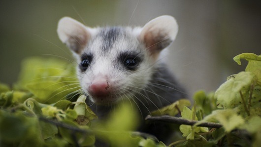 10 things you didn’t know about opossums
Brought to you by the National Association of Advancement for Opossums.