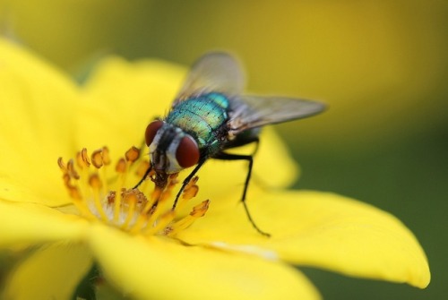 Did you know flies are important pollinators? Learn more about it in my Pollinator Week video!