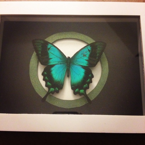 Metallic green and blue butterfly, soon to be available on my etsy. Keep an eye out! Many new listin
