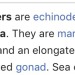 xanthera:weirdmageddon:weirdmageddon:dude kevin the sea cucumbers “hat” was actually his nuts and his goons fucking ripped it off#stephen hillenburg was a marine biologist #he damn well knew this  