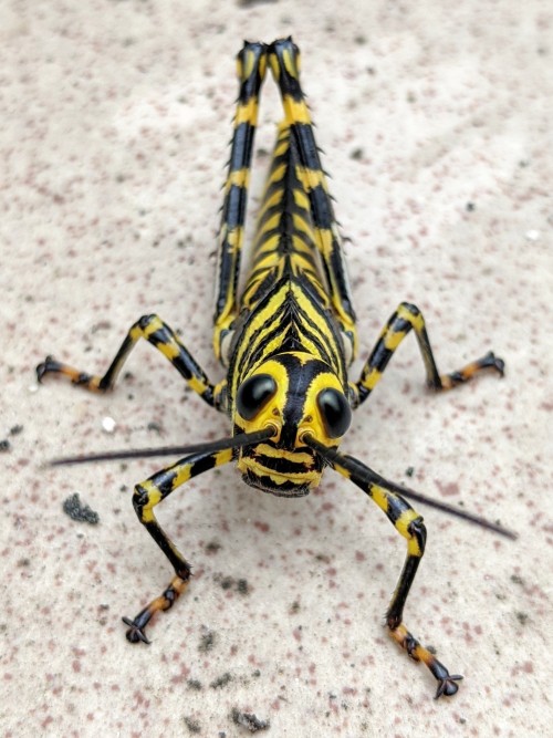 onenicebugperday:Giant red-winged grasshopper, Tropidacris cristata, Romaleidae Found in Mexico