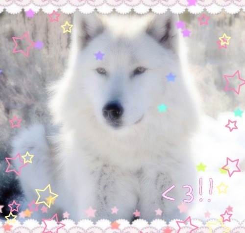 CUTE WOLVES!!!