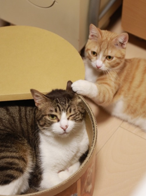 ☆猫の日だもの。☆(出典「ミミオレ」　blog.livedoor.jp/sky2525/)