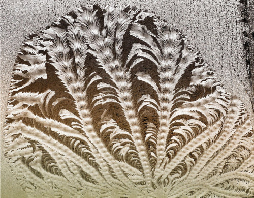 XXX Winter’s etchings (frost pattern on a window) photo