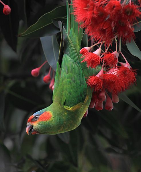 seraphica:The Musk Lorikeet (Glossopsitta concinna) is a small, brightly colored parrot native to ea