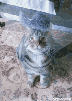 thefrogman:  [video]