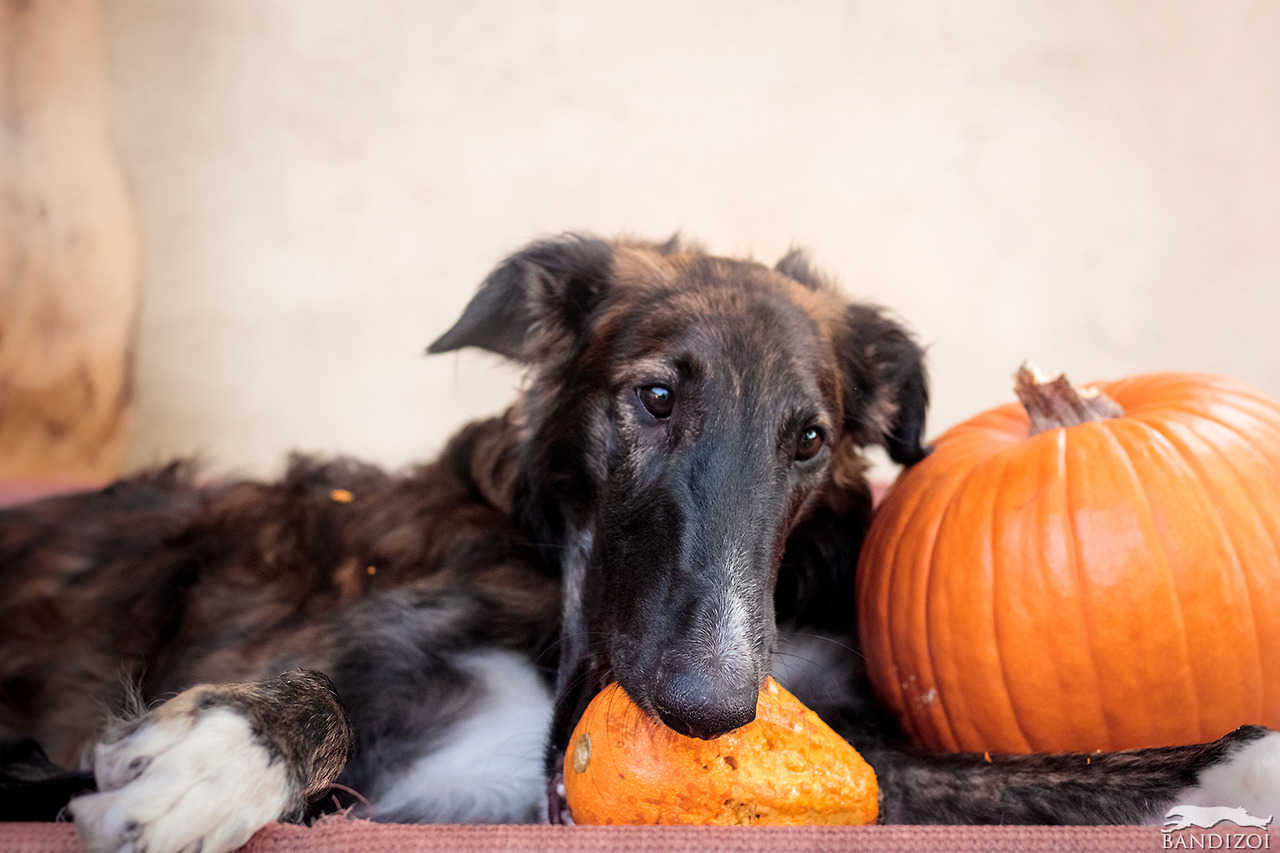 bandizoi:Galileo carves everything but the actual pumpkin 🎃  