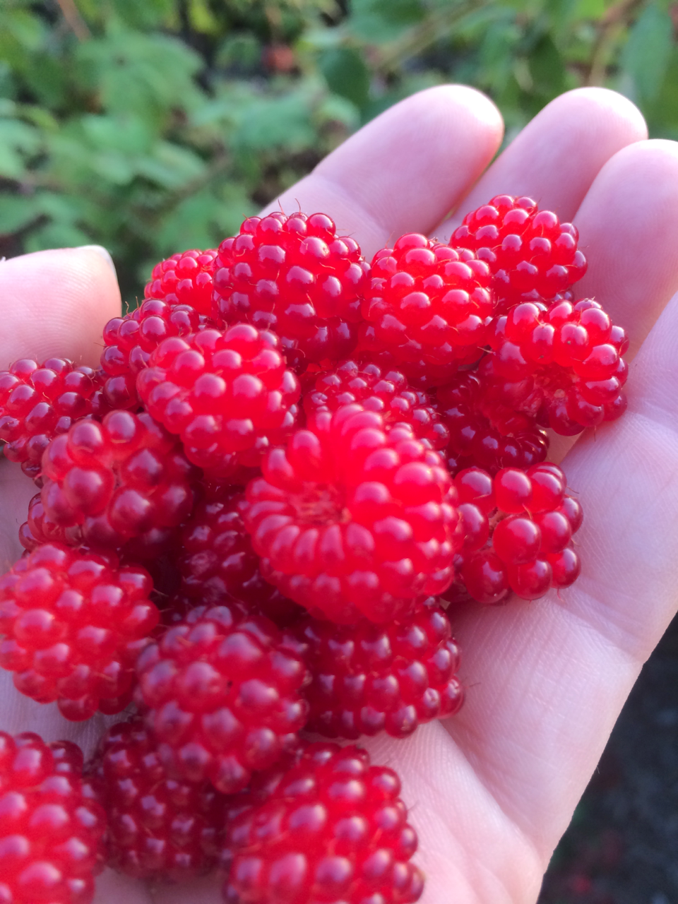Awesome news! Raspberry season is upon us, here in... Journey of a