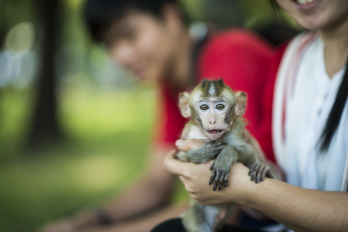 Little monkey, Ho Chi Minh, Vietnam.