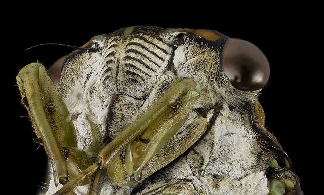 dendroica:
“Swamp Cicada, Tibicen tibicen, face2, md, upper marlboro, pg county_2014-09-02-12.11.53 ZS PMax by Sam Droege on Flickr.
”