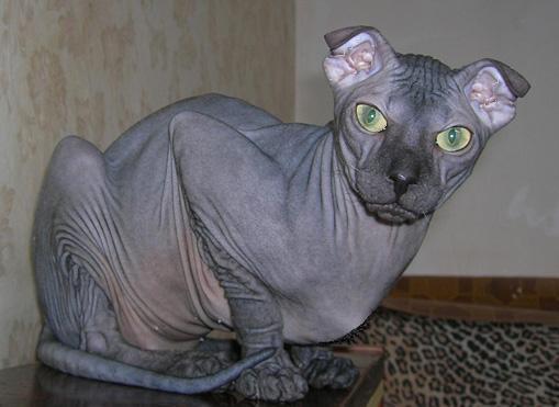 Races of The Elder Scrolls as dogs and cats