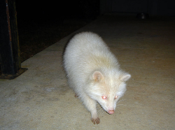 bootybreakfast:  furything:  albino raccoon 