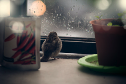 awkwardsituationist:  one stormy night my girlfriend saw what we thought was a dead sparrow below our balcony. he was barely breathing, covered in ants and completely blind.  we brought him home and put him in a box. after spending a night in our bedroom,