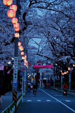 fuckyeahjapanandkorea:  Row Of Sakura At Night (by wolfives) 