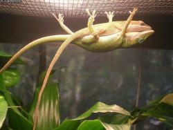 turnthatcherry:  earthpics4udaily:Male lizard holding up his girlfriend so she can take a nap  How yall know they together