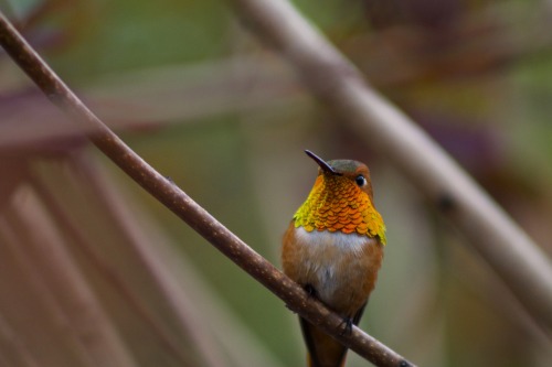 Selasphorus rufus - Rufous Hummingbird [male]  &ldquo;A hummingbird’s brilliant throa