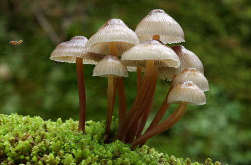 Mycena inclinata can be distinguished from other clustered bonnet-caps on dead wood by its yellowish