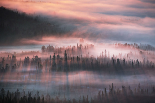 melodyandviolence:    Tranquil forest  Iso-Syöte, Finland by Tiina Törmänen  