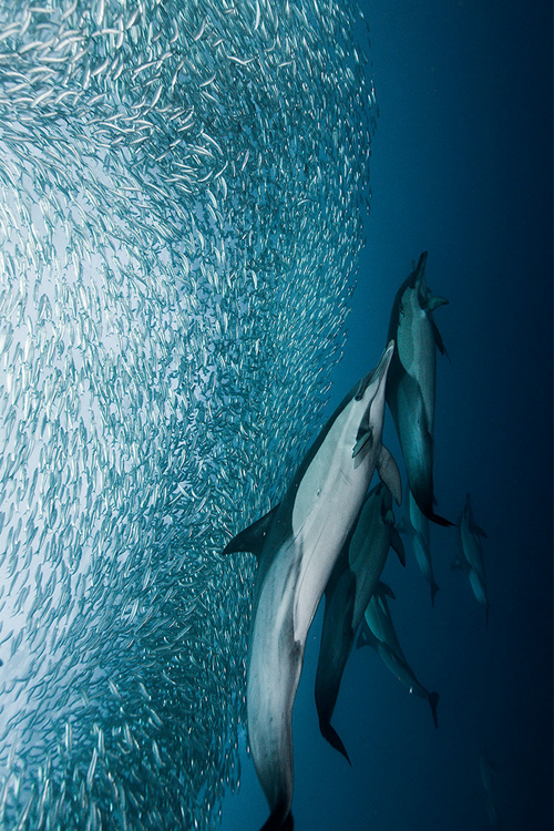Common dolphins charging bait ball | Sardine Run - By Alexander Safonov