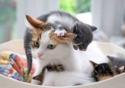 youneedacat:  animals-riding-animals:  kitten riding cat  OMG the exasperated mother expression is the same in any species at all. Also eeeeeeeeeeeeeeeeeeeeeeeeeee 