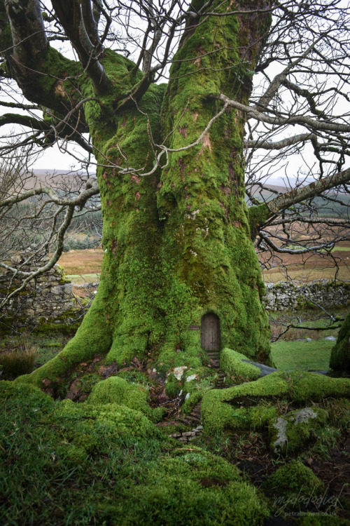 mydododied: Mossy mansion
