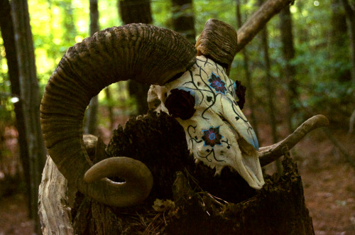 the-fianna:Hand painted goat and ram skulls by me.