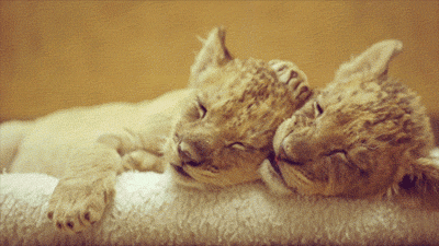 sdzsafaripark:  Lion Cub Love