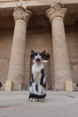 mostlycatsmostly:  At the Temple of Horus