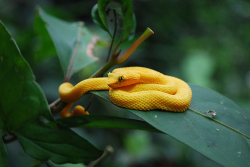 snake-lovers:Eyelash Viper (Bothriechis schlegelii)