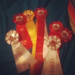 Got reserved champion at my favorite gymkhana show yesterday! Also there&rsquo;s a picture of my reorganized ribbons.