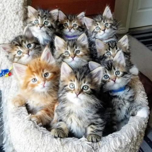 between-stars-and-waves: aww-cute-animals: 9 babies, Rare moment when they all sit still @rose-tinte