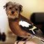 dogwithabird