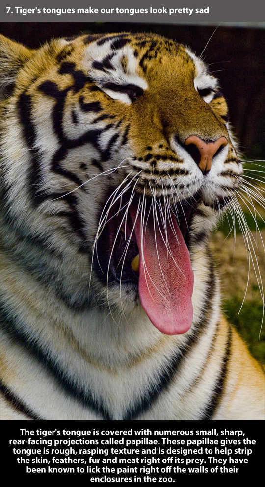 trendingly:  21 Amazing Facts About Tigers click Here to see the rest!   And thats