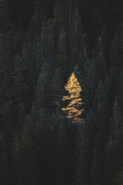 alecsgrg:  Alone but not lonely | ( by Jannik