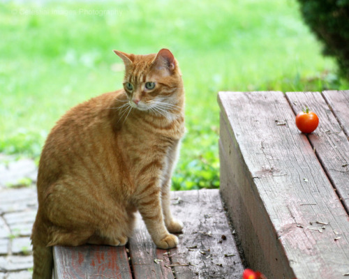 mischiefandmay:Curiosity, or The Season’s Last Tomato