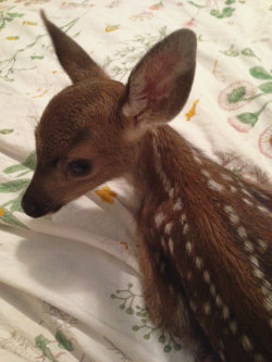 flower-fawns:  we hung out in my bedroom too